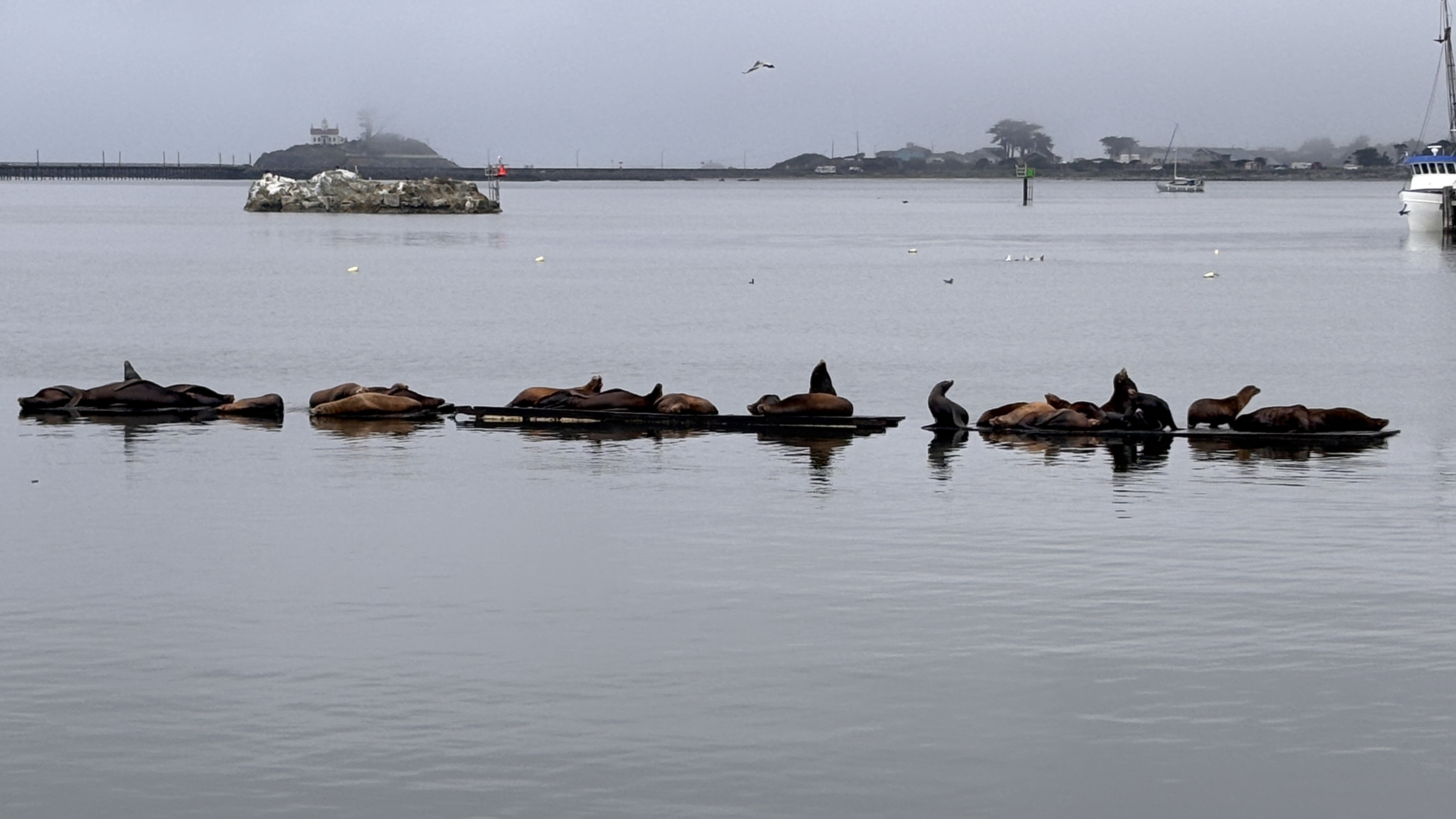Crescent City blues