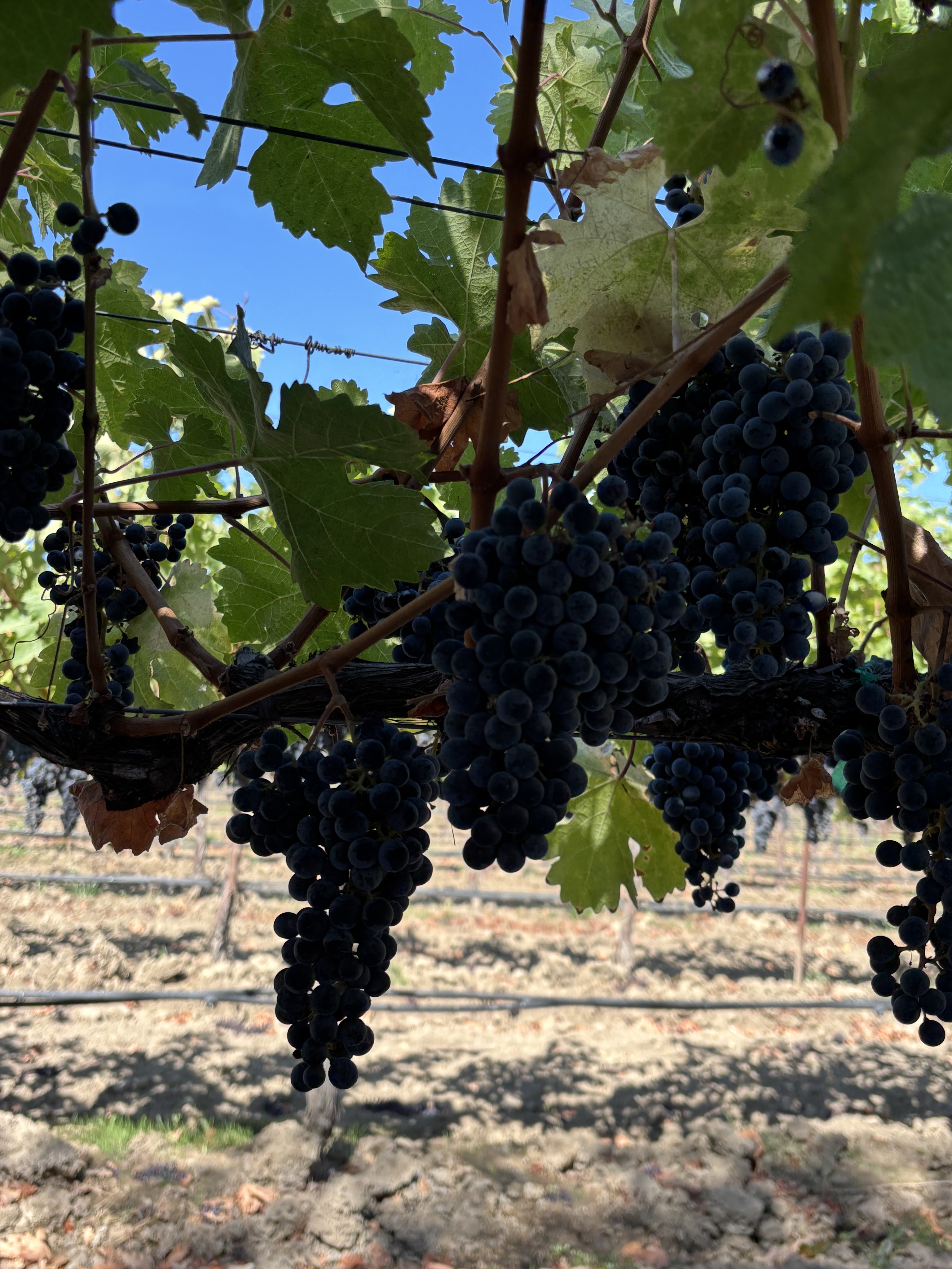 It’s a Grape Day